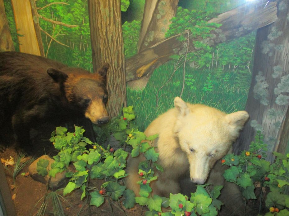 Insert Black Bear 