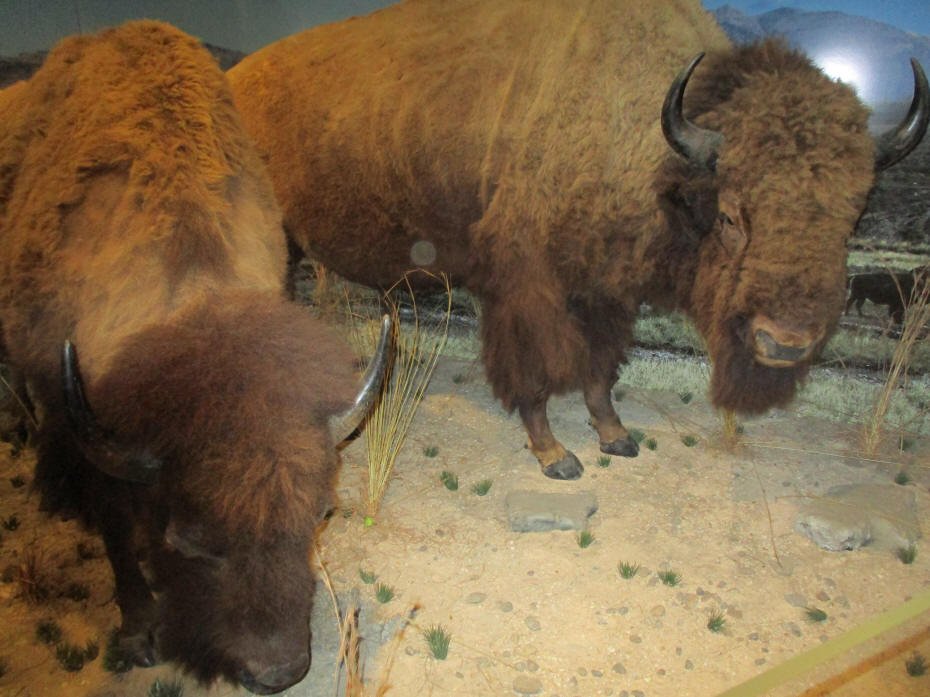  Buffalo