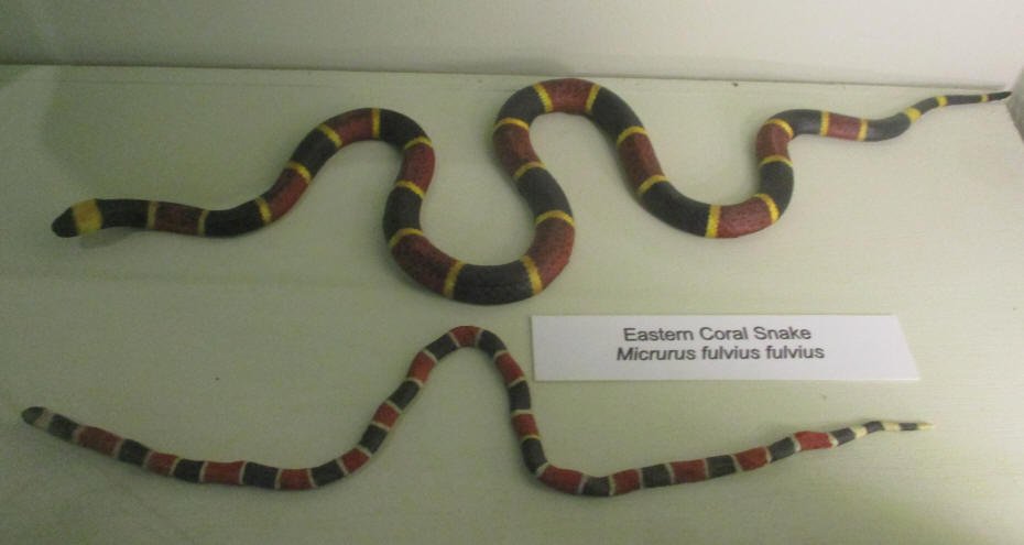 Coral Snake 
