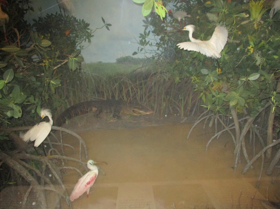  Everglades