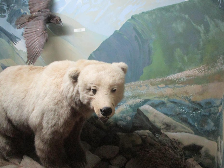 Grizzly Bear