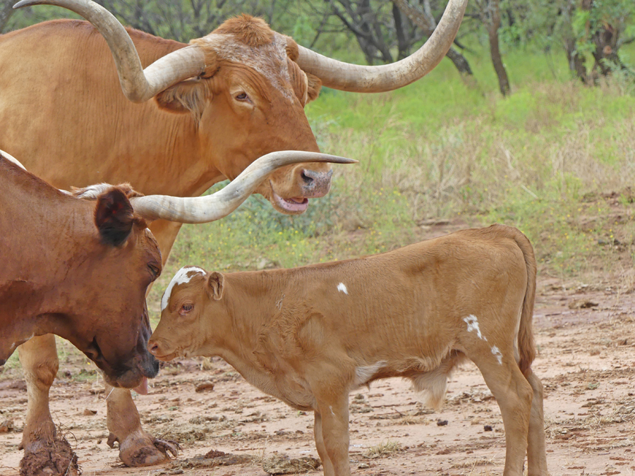 Longhorn
                                      calf and mother at Perini ranch