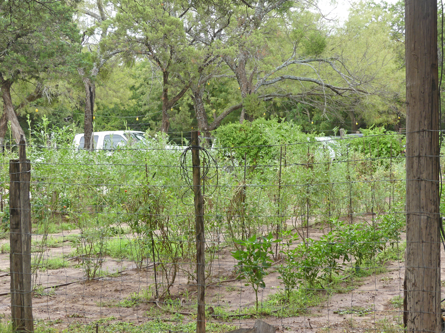 Perini
                                      ranch Steakhouse garden