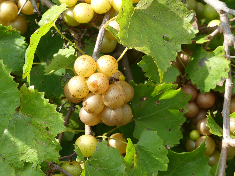 scuppernong at Hinnant Winery