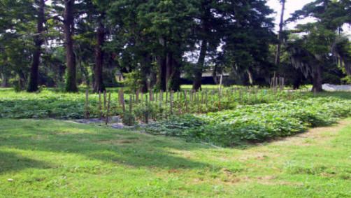 gardens at Grow Dat Youth Farm in New Olreans