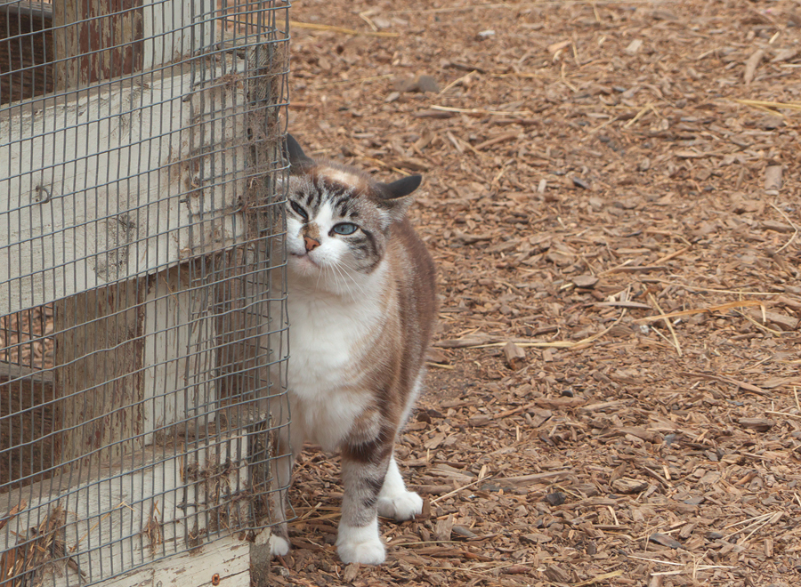 Cat rubs against fence at Harley Farm