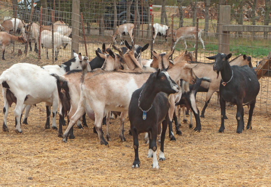 Some of the goats at Harley Farm