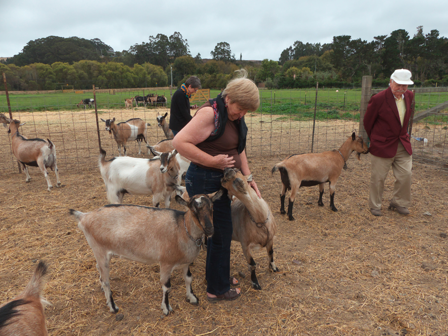 Author and other visitors with goats at Harley Farm