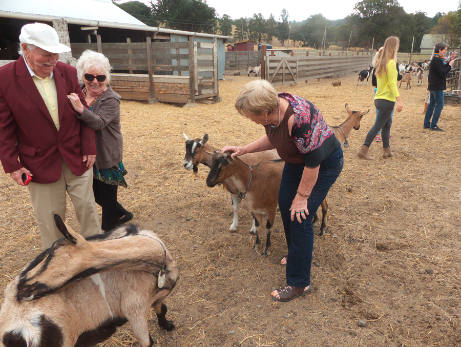 Author pets goats at Harley Farm as other visitors watch