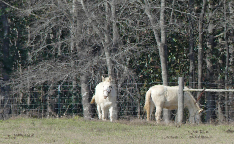 Pair of white mules at Todd Syrup Farm 