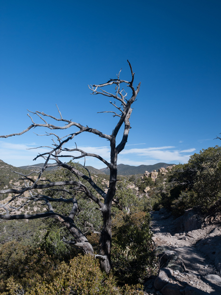 Willcox Arizona mountains with a stark dead tree