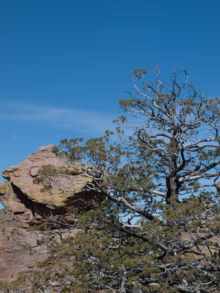 tree and mountains in Willcox Arizona