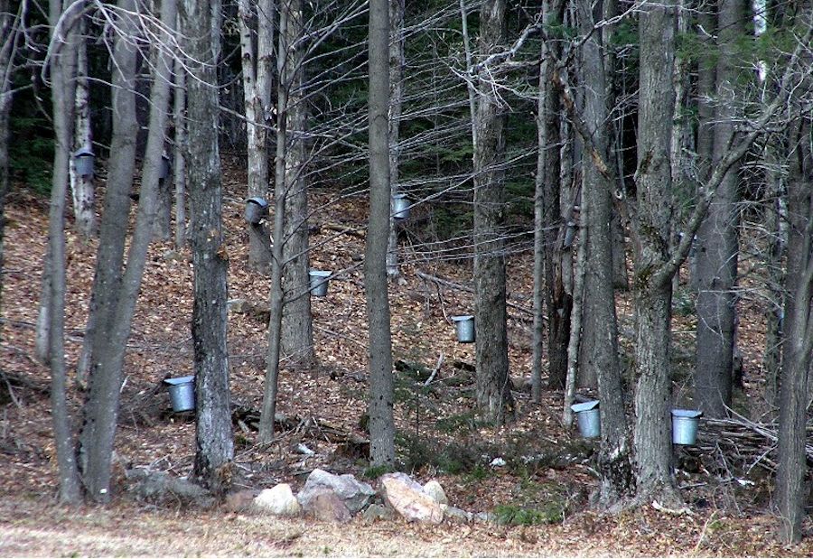 taps on buckets near the sugarhouse