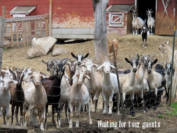 goats in frotn of barn