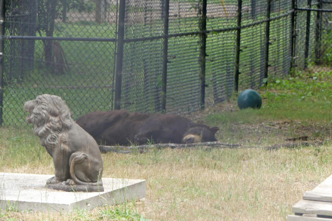 baloo at noah's ark