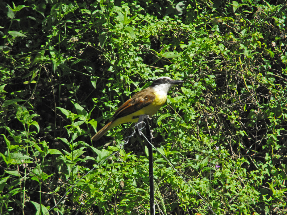 bird on metal post