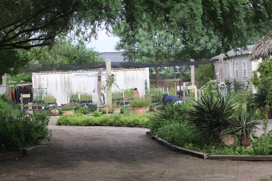 garden at National Butterfly center