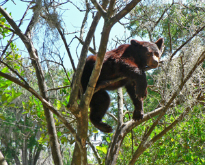 bear in tree