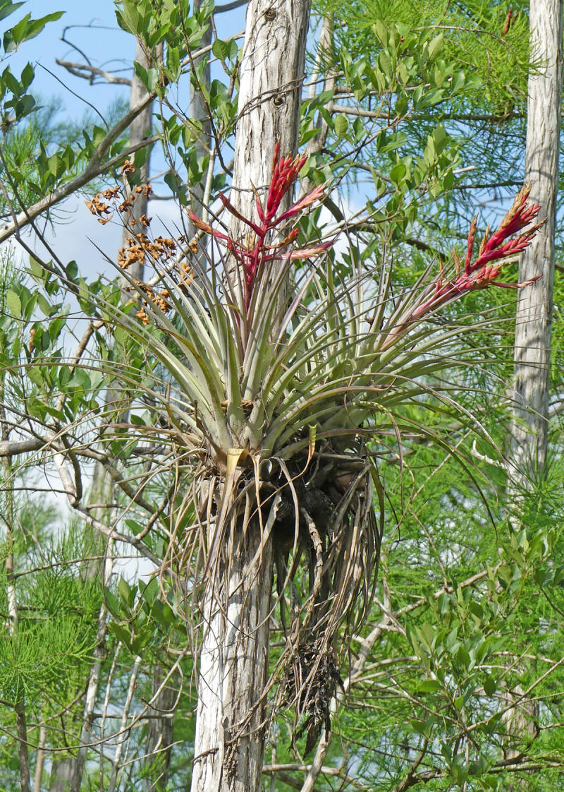 cardinal plant