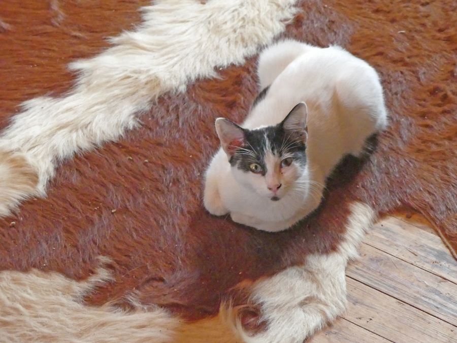 Cat at
                                      Perini Country Store