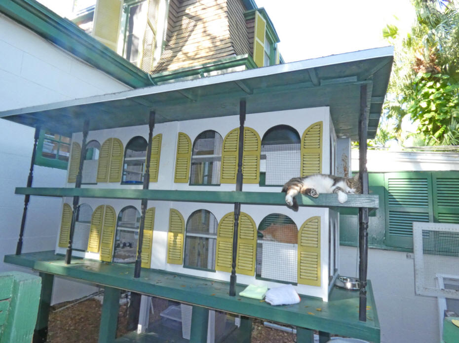 cats condo at hemingway house.