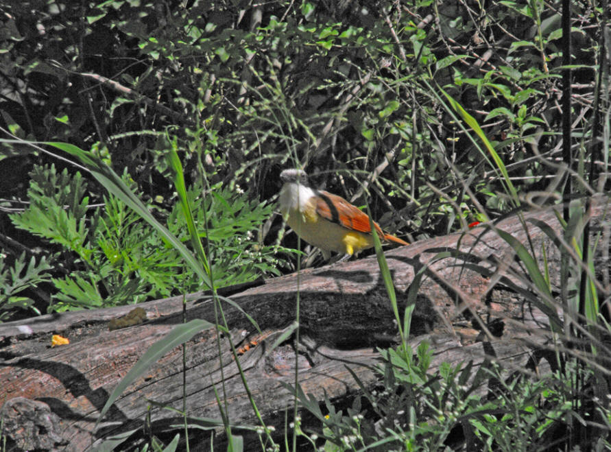 Great Kiskadee.