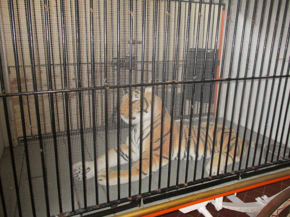 lion in cage