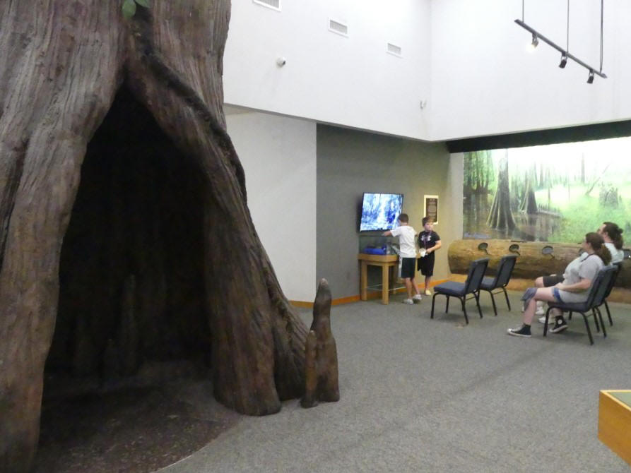 giant cypress model and people watching video