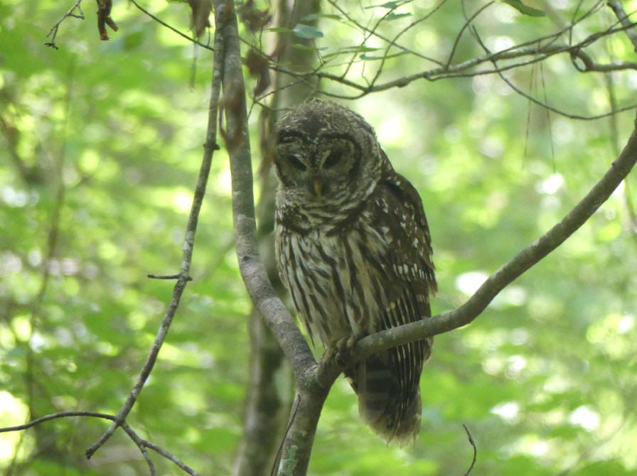 barred owl