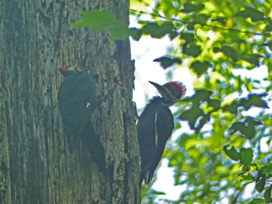 pileated woodpeckers