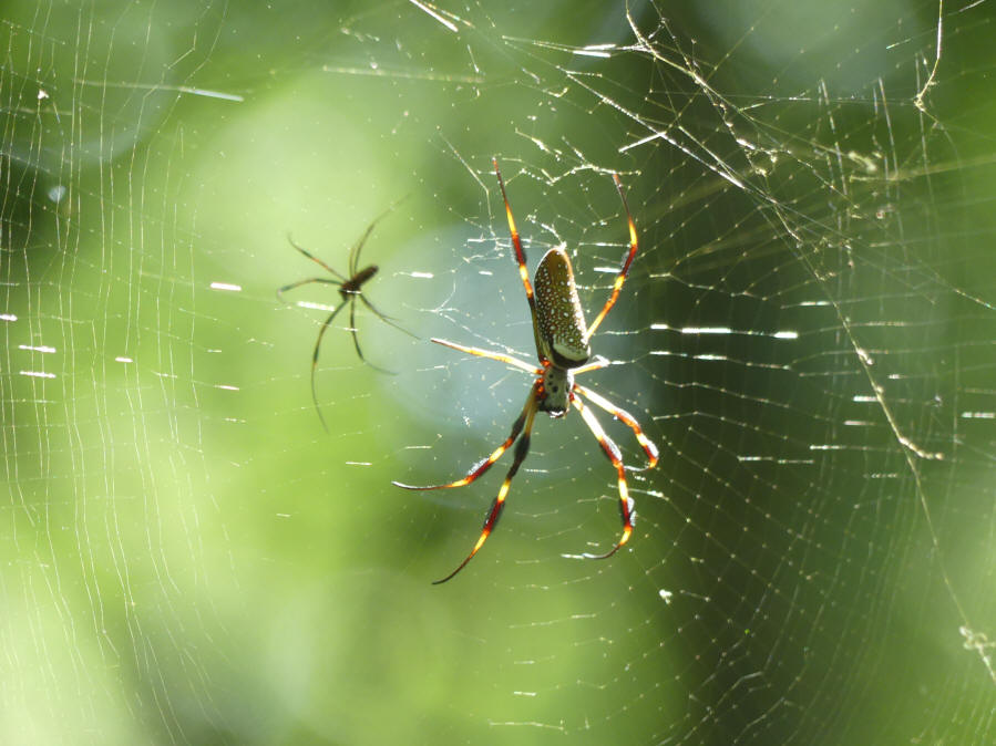 spiders in web