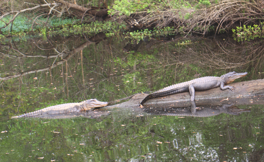two gaters lying on a log in bayou