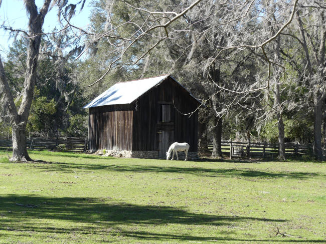 horsin front of barn at dudley farm