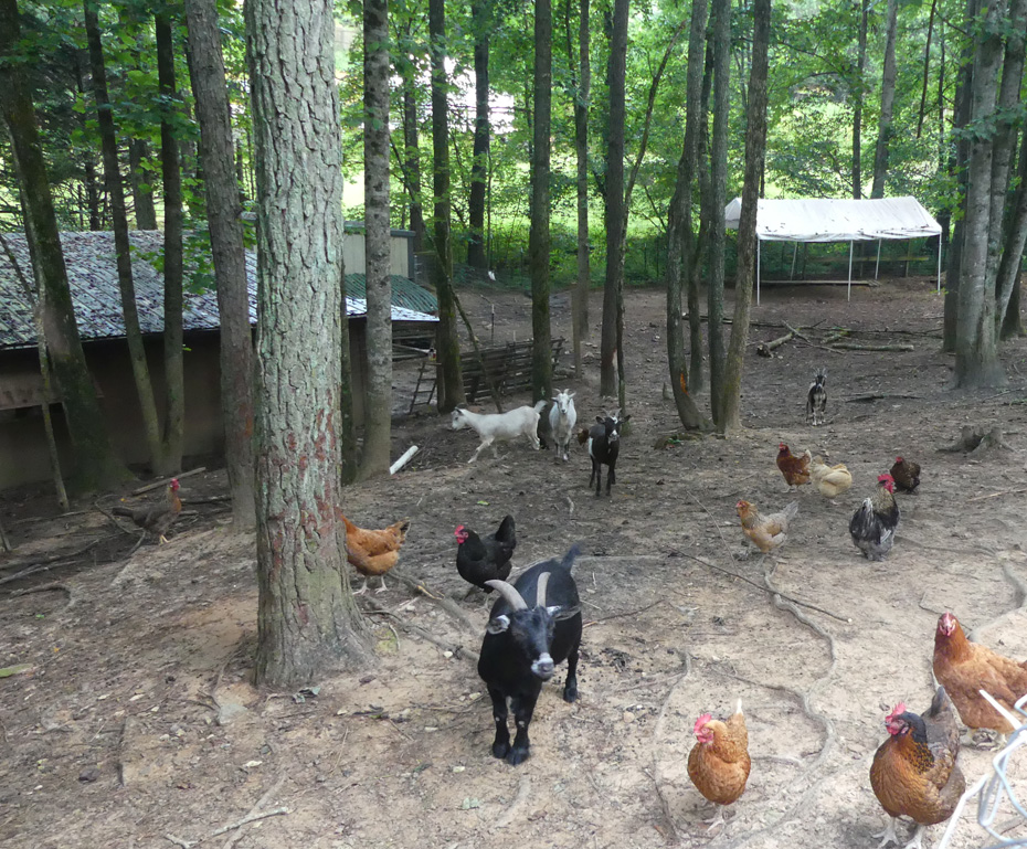 chickens and goats