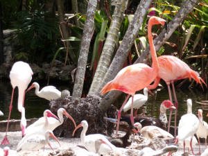 flamingos, egrets, and other birds at Flamingo gardens