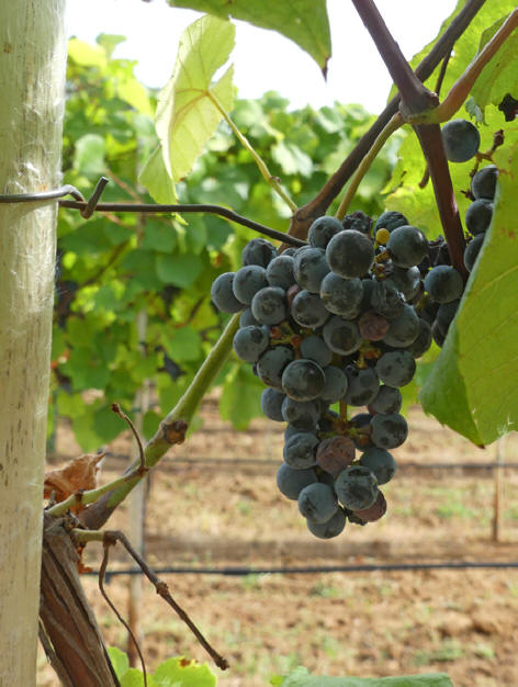 Grapes growing  at Delaney Winery and Vineyards