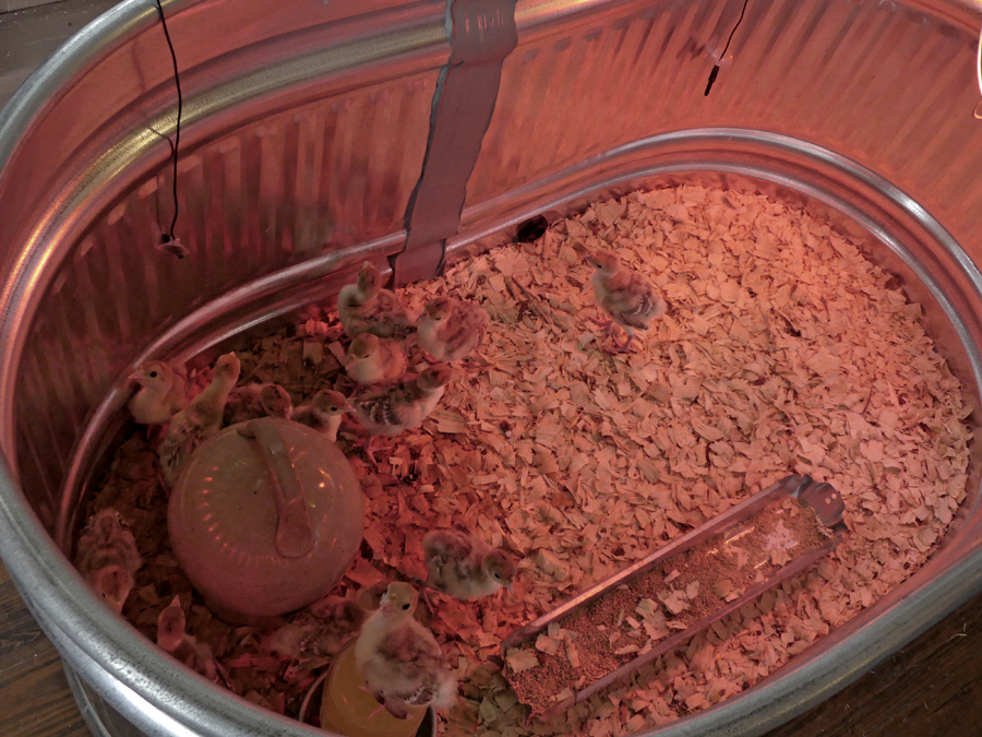 baby turkeys in an incubator at Nash Farm