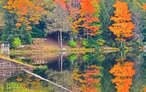 foliage fall colors