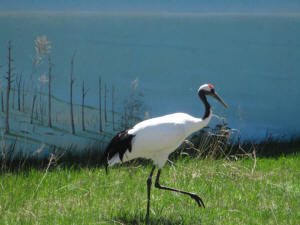 red crowned crane