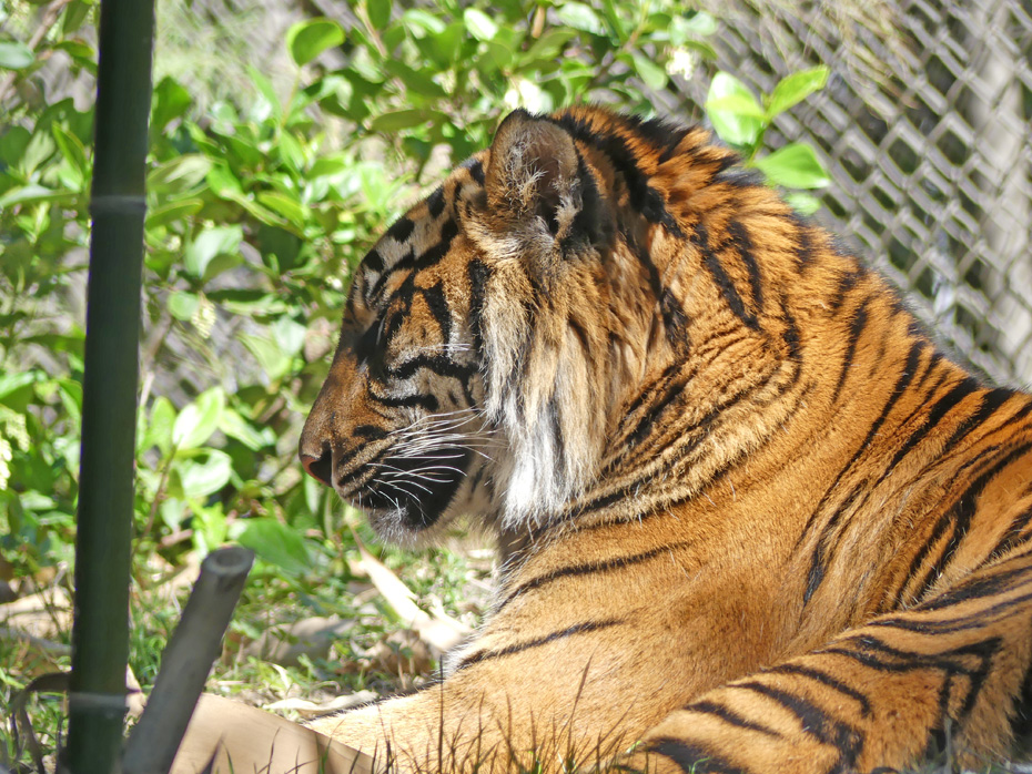 closeup head shot of tiger