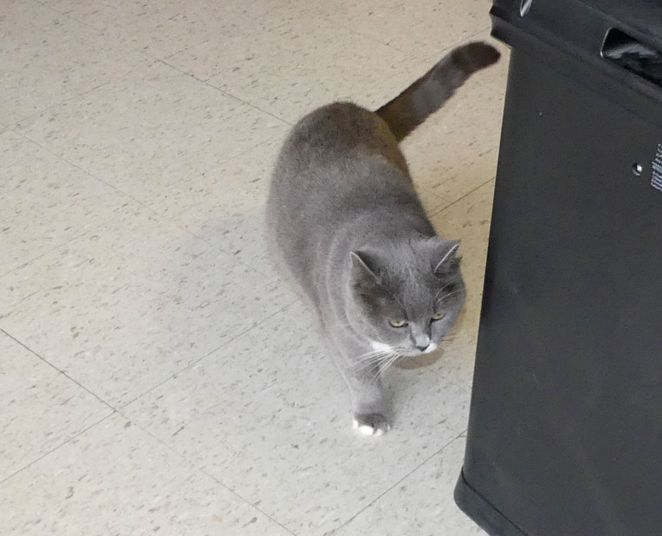 Crystal the cat at Joplin's Mineral and History Museum