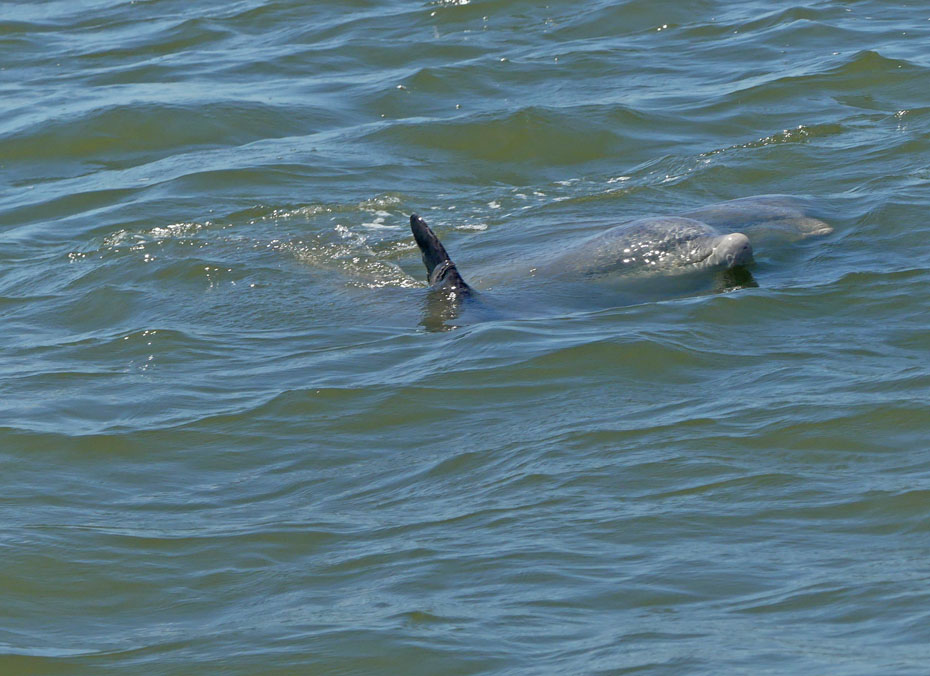 dolphin emerging from ocean