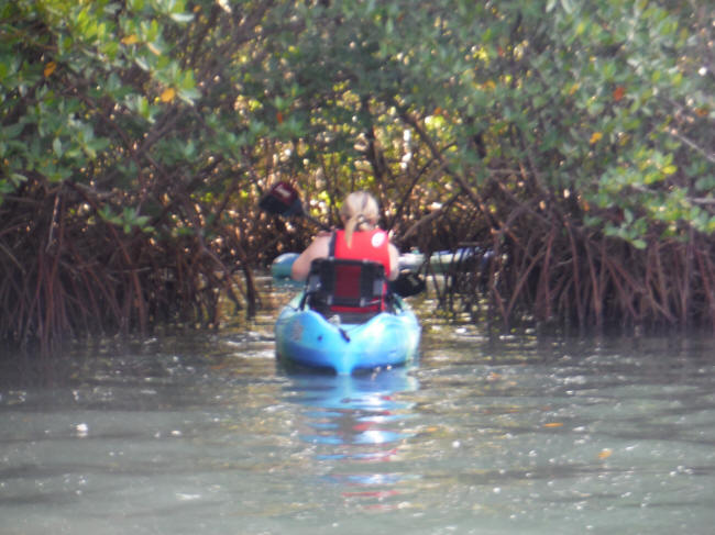 kayak in mangroves