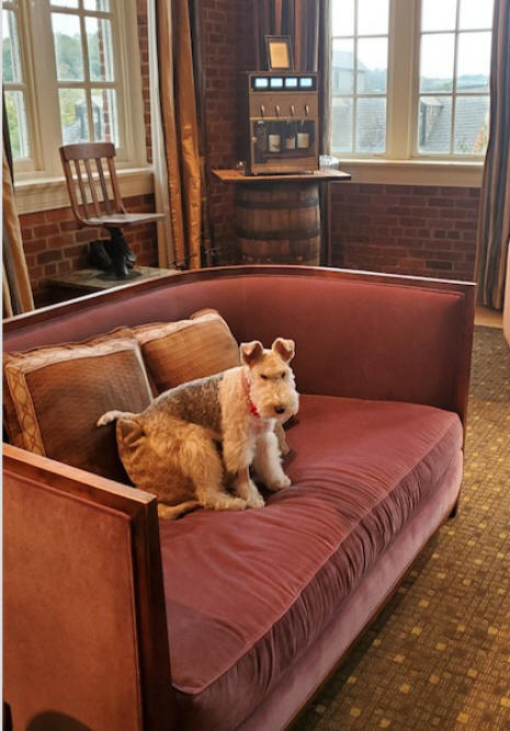 hotel dog at craddock hotel