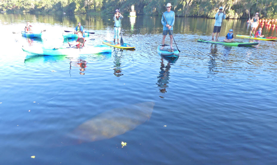 Pweople in kayaks manatee at blue_spring