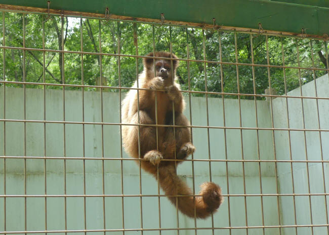 monkee at noah's ark