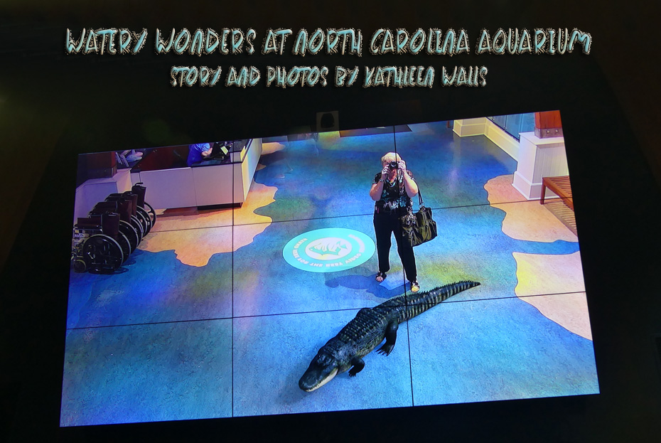 Video making it appear alligator is right next to woman's feet