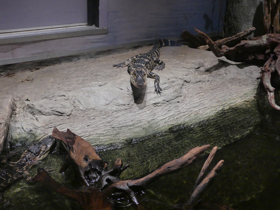 small alligator on rock at North Carolina Aquarium at Roanoke