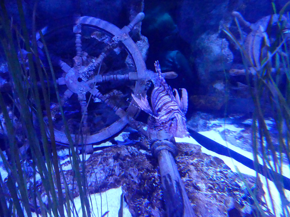 Lionfish hovering in fornt of sunken ships wheel at North Carolina Aquarium at Roanoke
