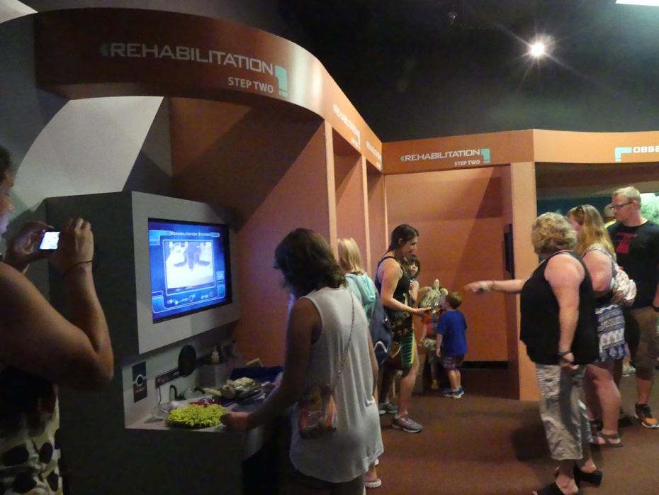 parents and children taking part in a turtle rehabalitation exhibit at North Carolina Aquarium at Roanoke